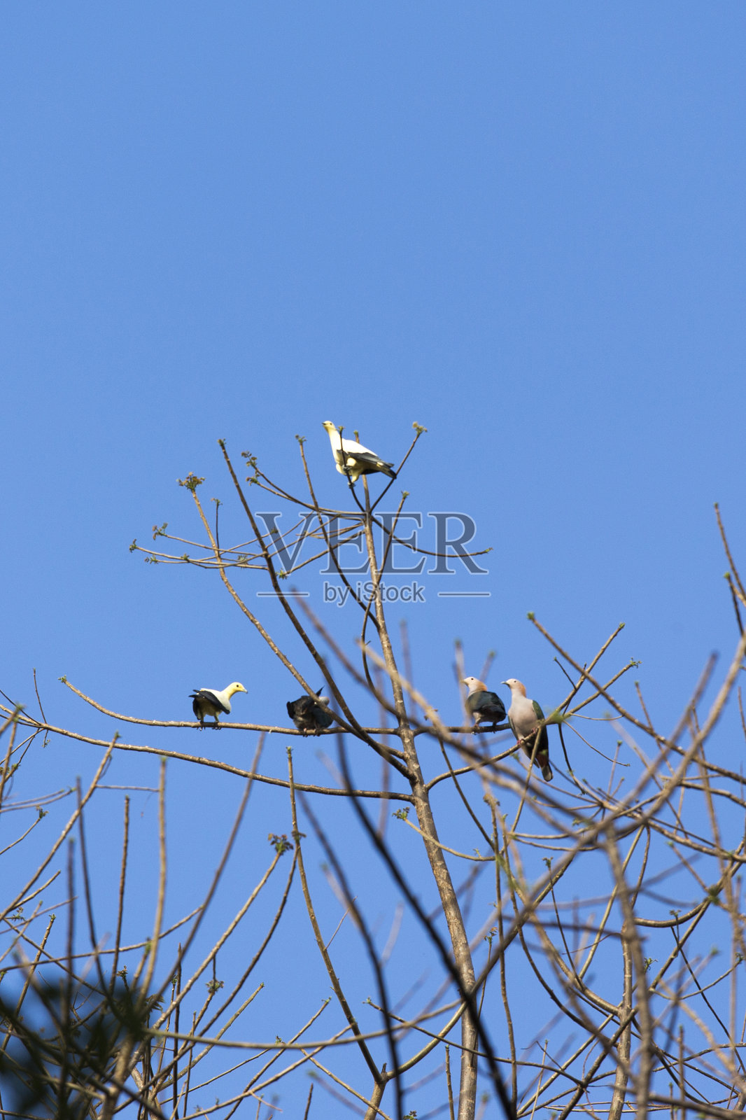 树上的热带鸽子照片摄影图片