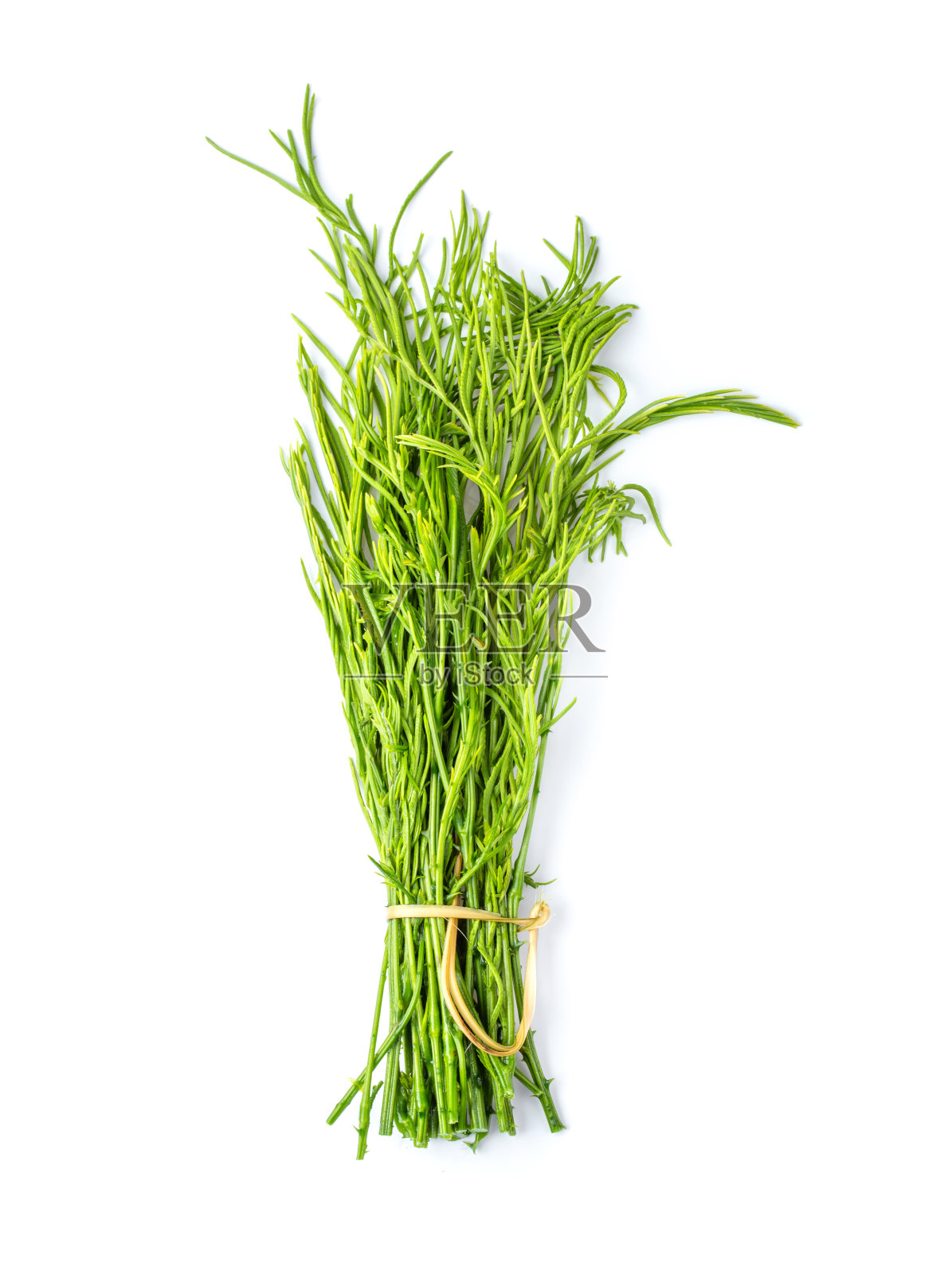 金合欢,金合欢或攀缘金合欢植物孤立在白色背景上。俯视图照片摄影图片