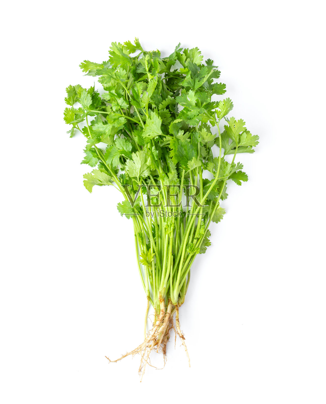 香菜孤立在白色背景上。俯视图照片摄影图片