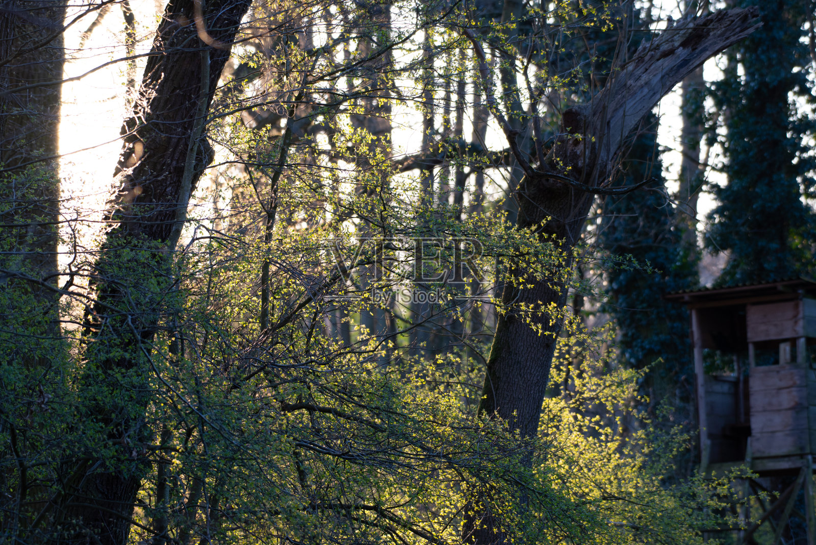 高高的座位在晨光中照片摄影图片