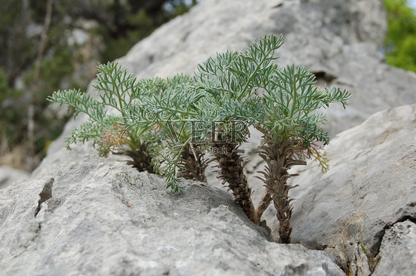年轻的杜松豆芽照片摄影图片