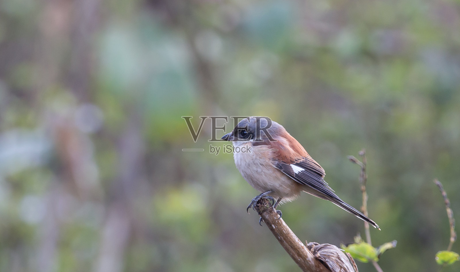 清晨的气氛中,树枝上的缅甸伯劳鸟。照片摄影图片