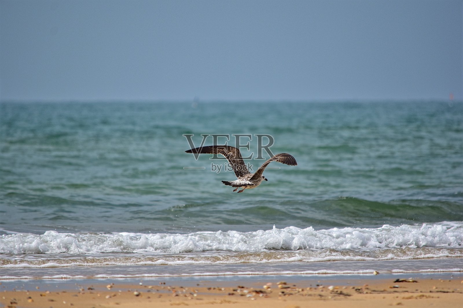 海鸥照片摄影图片
