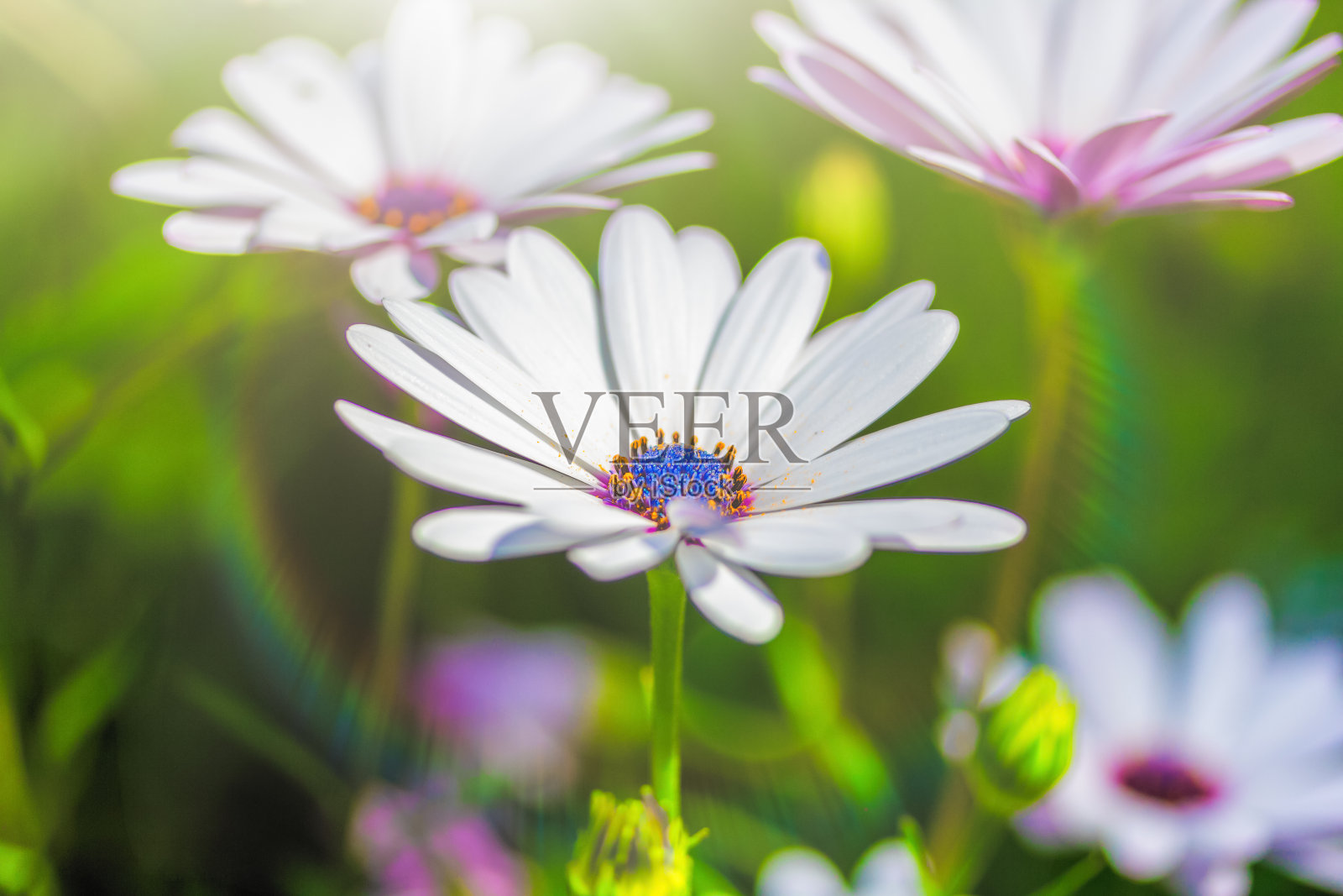 牛蒡白花盛开在一个阳光明媚的日子里。夏天的温暖和欢乐的概念照片摄影图片