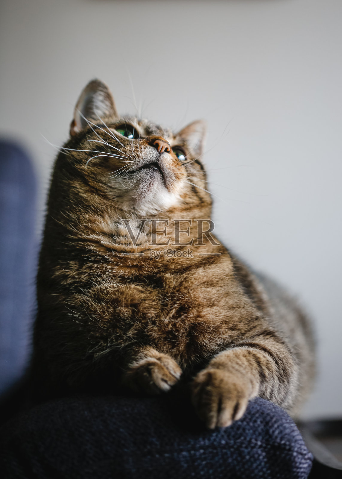 家猫照片摄影图片