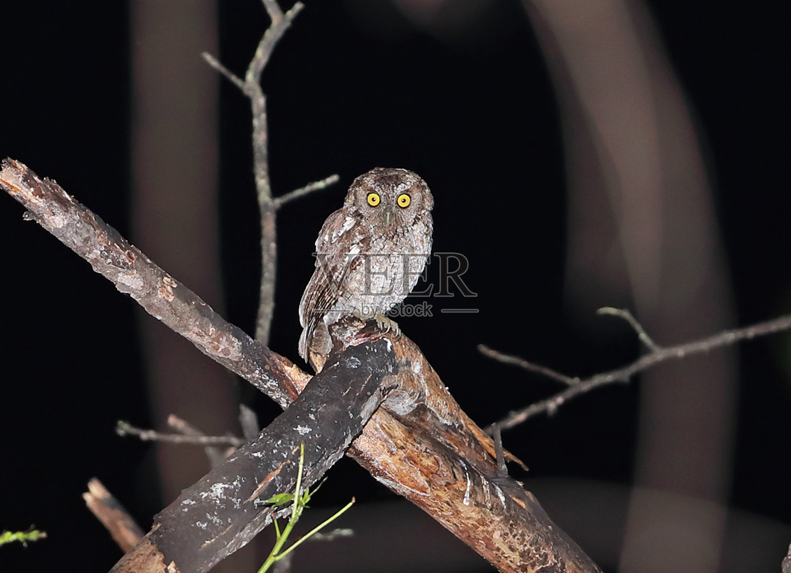 秘鲁西部凶事预言者照片摄影图片