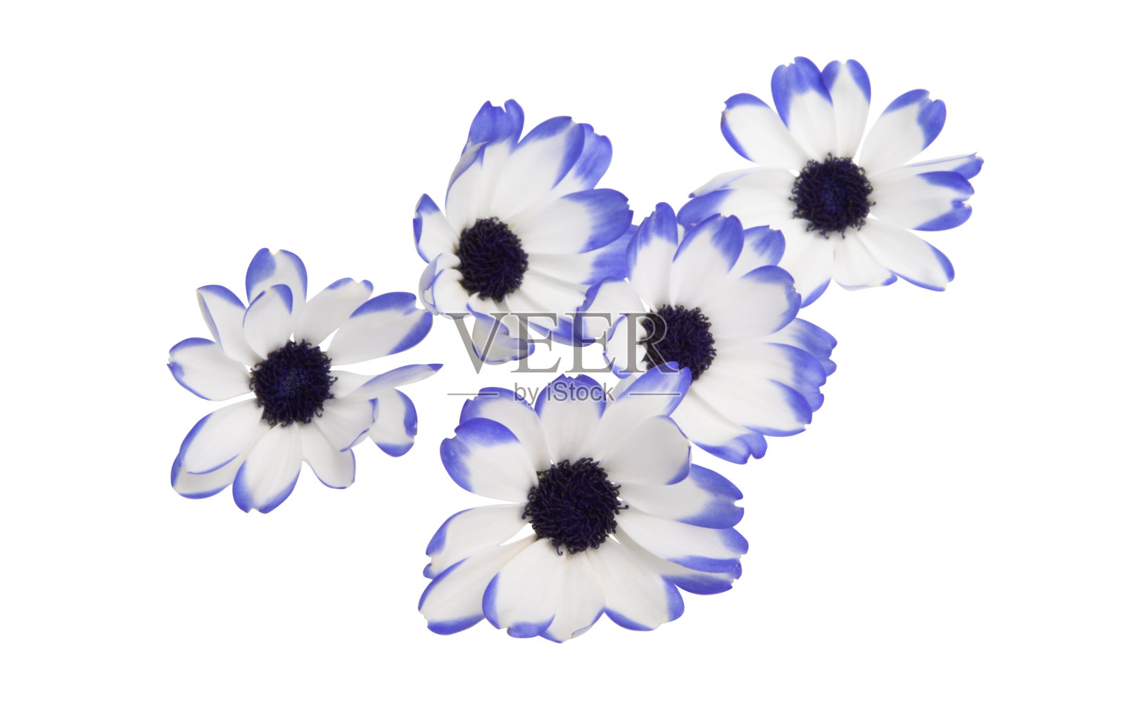 pericallis孤立照片摄影图片