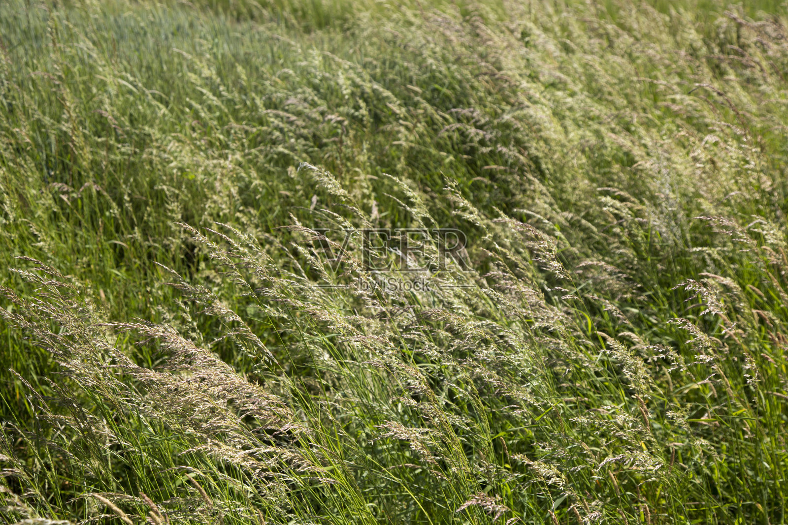 草地照片摄影图片