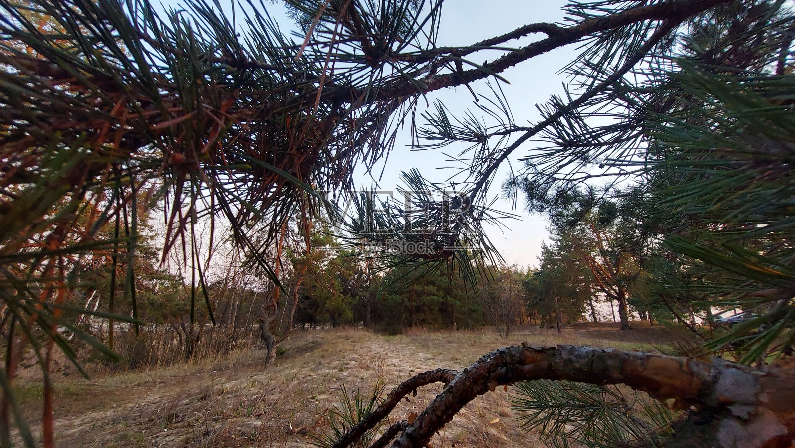 松树映衬着蓝天。森林里的松树和蓝天。照片摄影图片