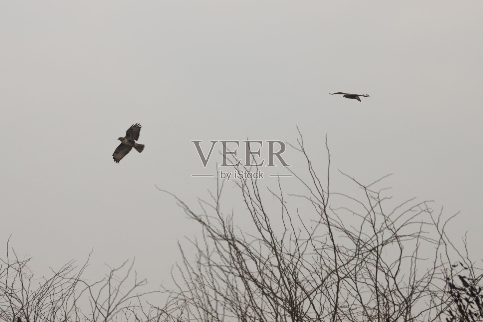 在阴天里,猎鹰在天空中飞翔。照片摄影图片