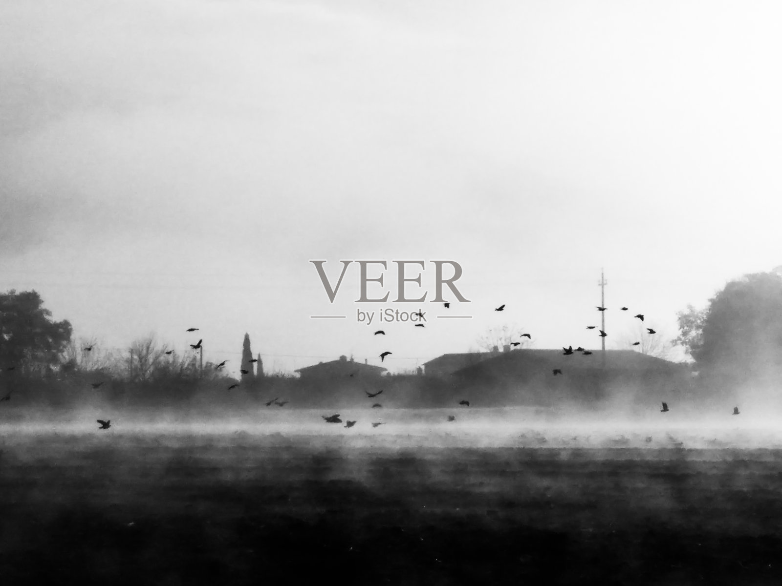 雾中的乡村景色和一群鸟在耕地上照片摄影图片