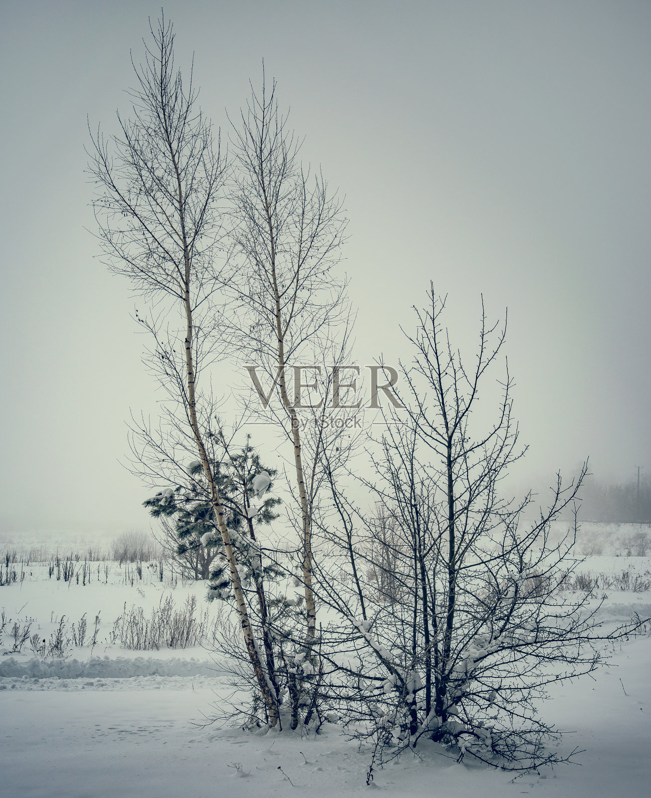 冬季森林照片摄影图片