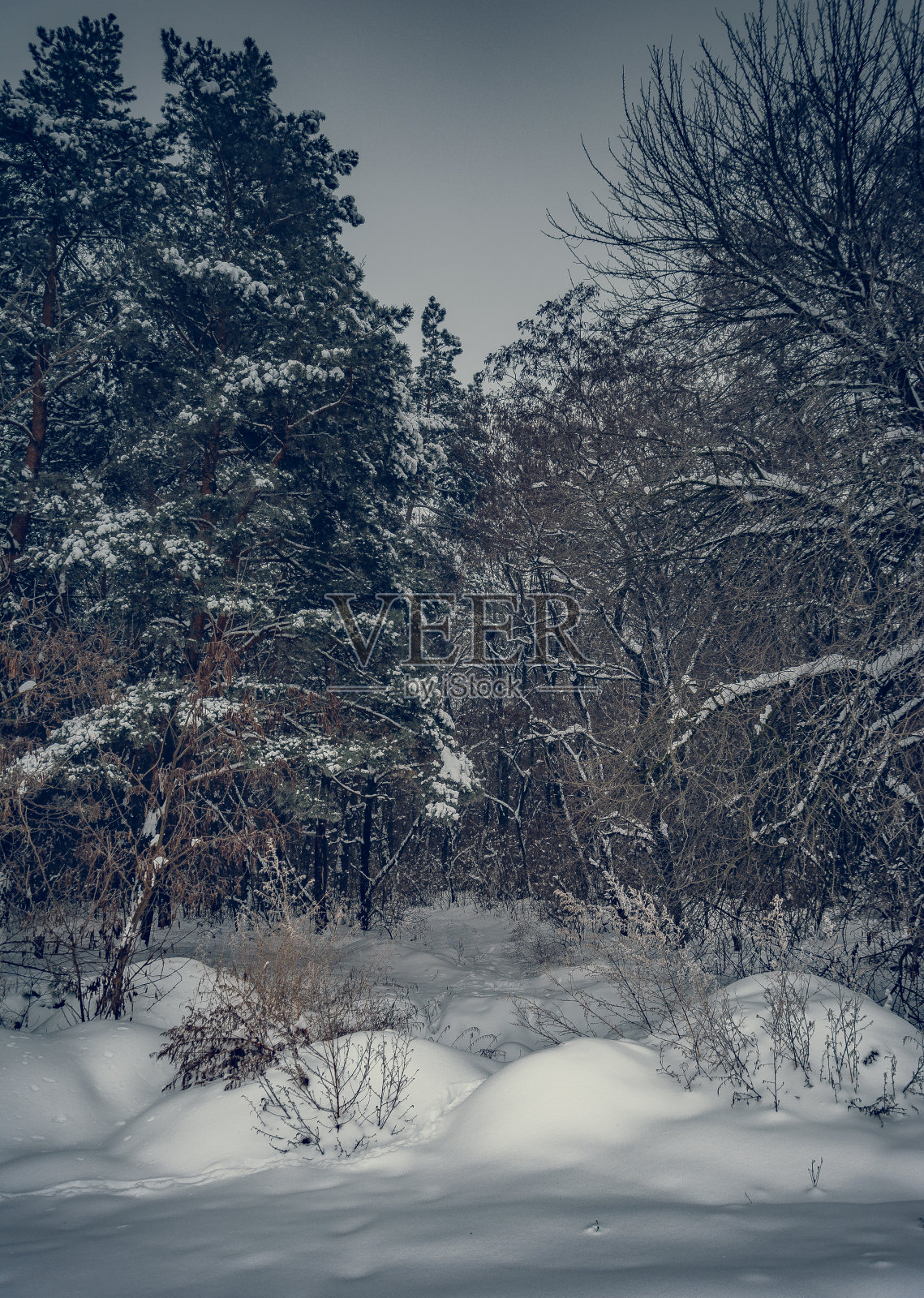 冬季森林照片摄影图片