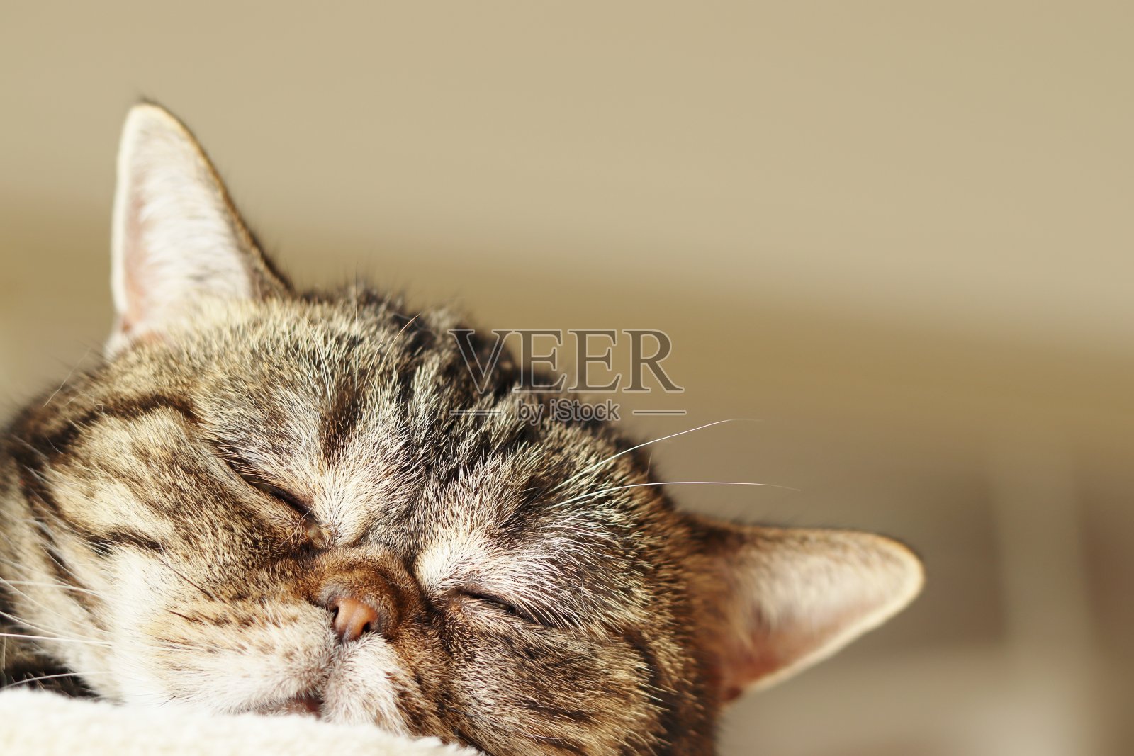 猫睡觉放松。照片摄影图片