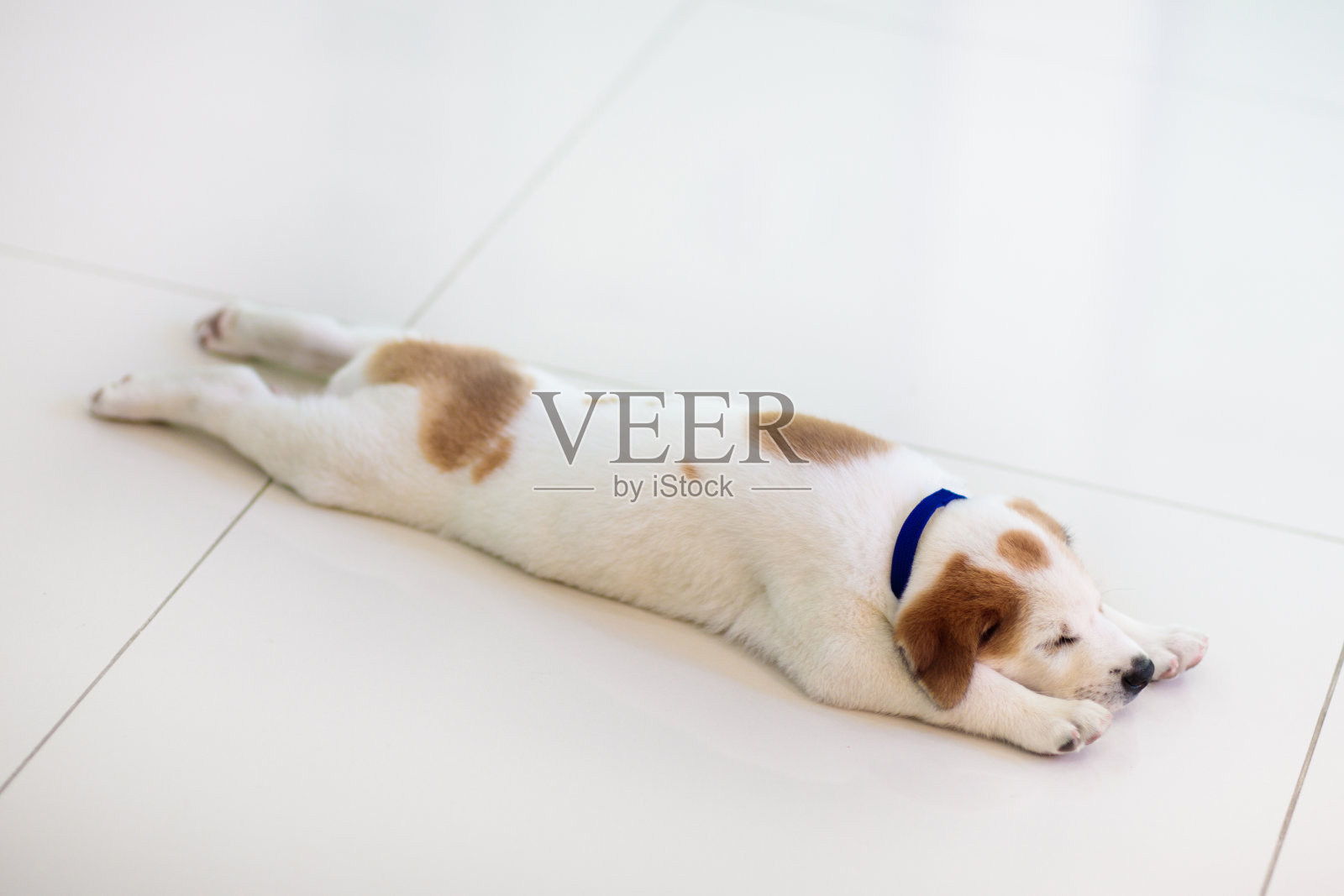 小狗在室内。狗在地板上玩耍。家里的宠物。照片摄影图片