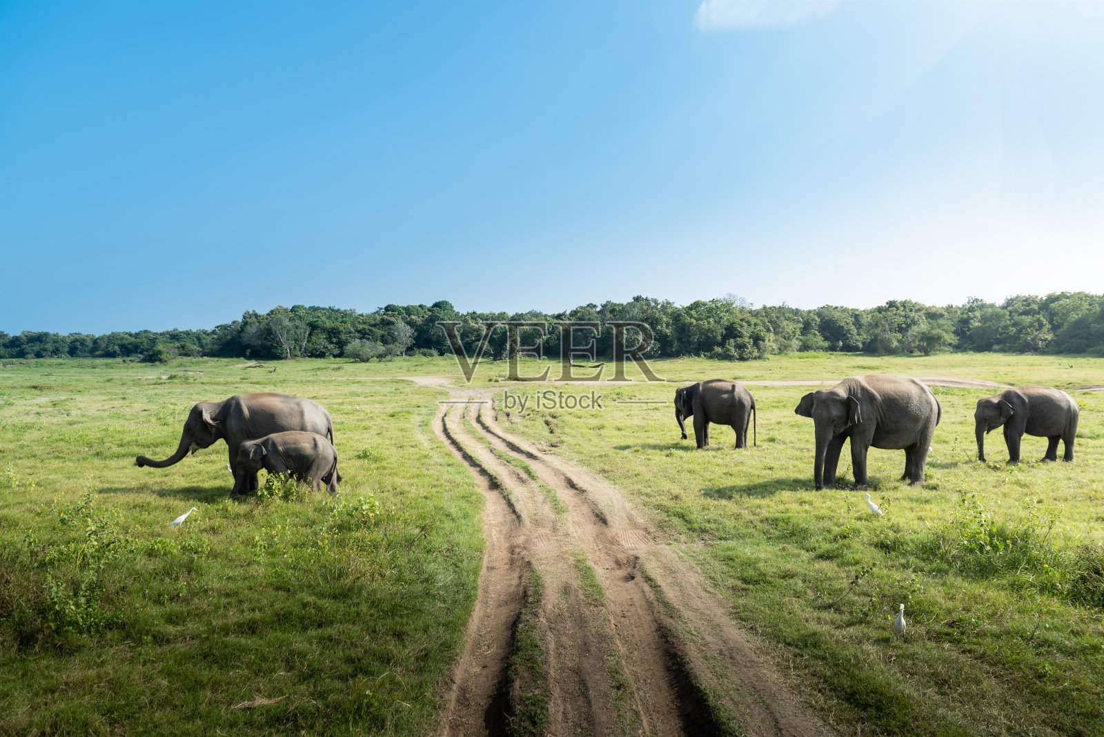 斯里兰卡美丽风景中的野生大象照片摄影图片