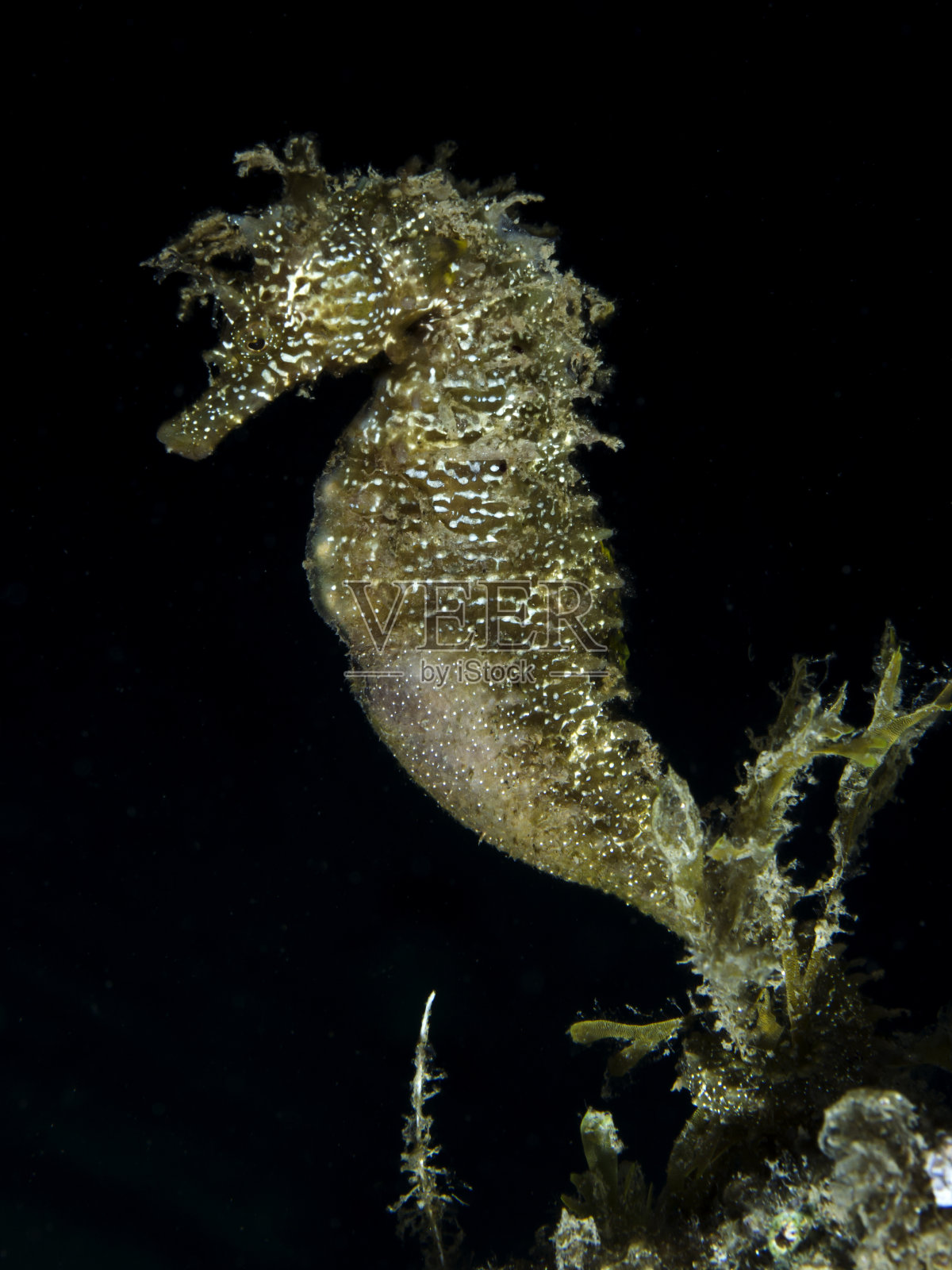 卡瓦鲁奇奥马里诺海马照片摄影图片