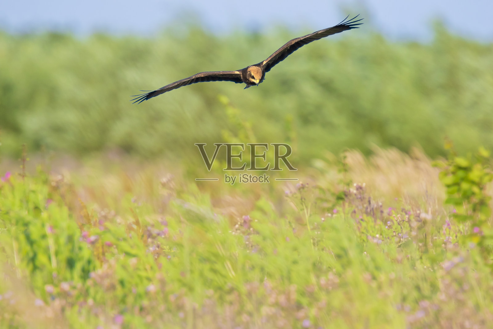 雌性西部沼泽鹞,铜绿马戏团,在飞行狩猎特写照片摄影图片