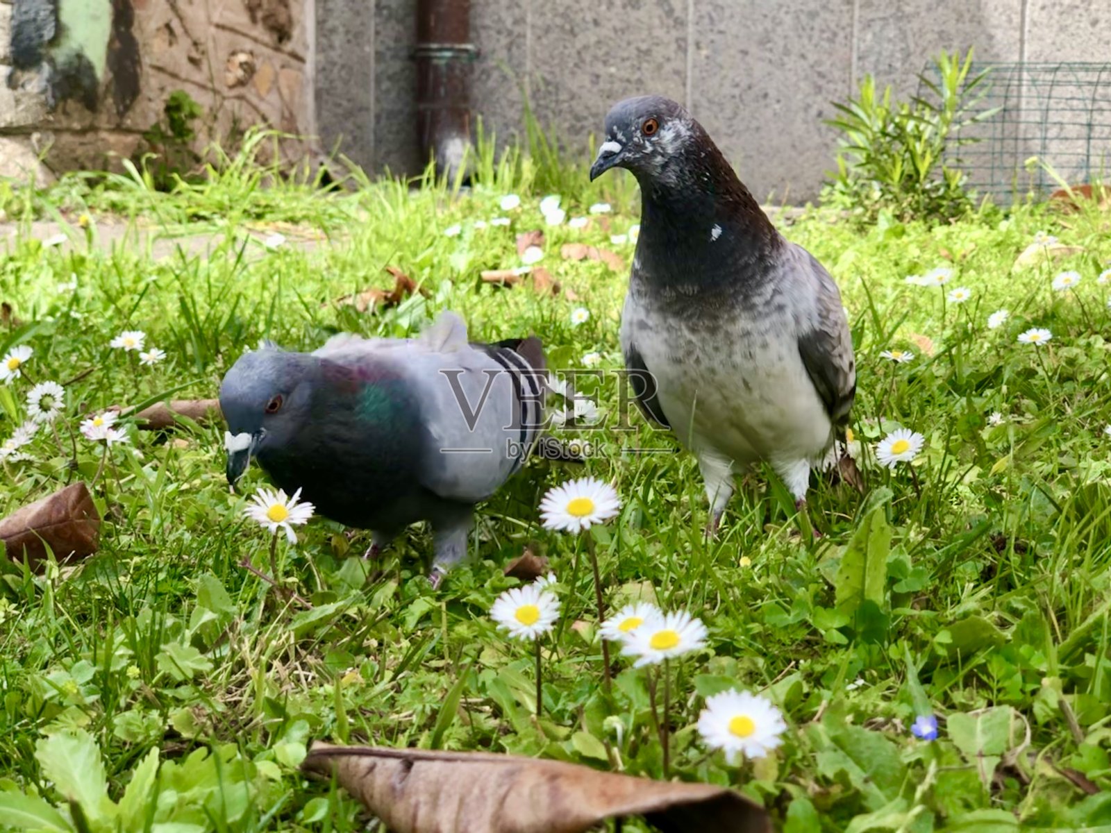 鸽子美丽的鸟类近距离观看野生动物照片摄影图片