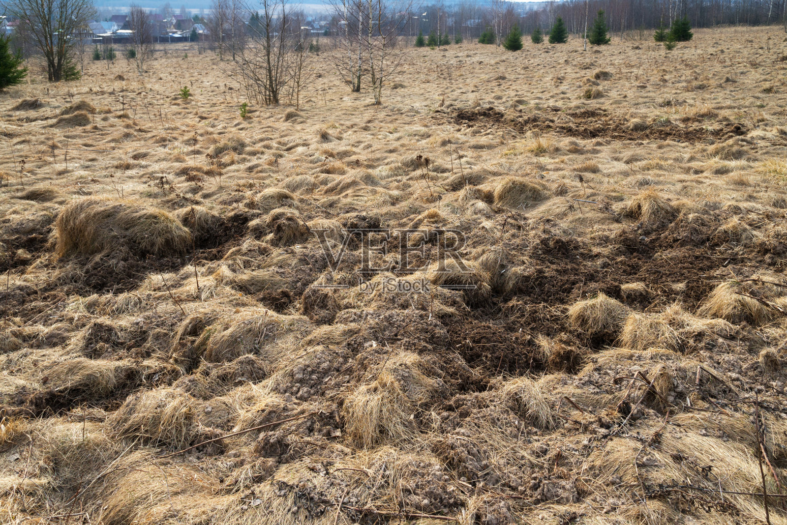 早春在林边挖野猪照片摄影图片
