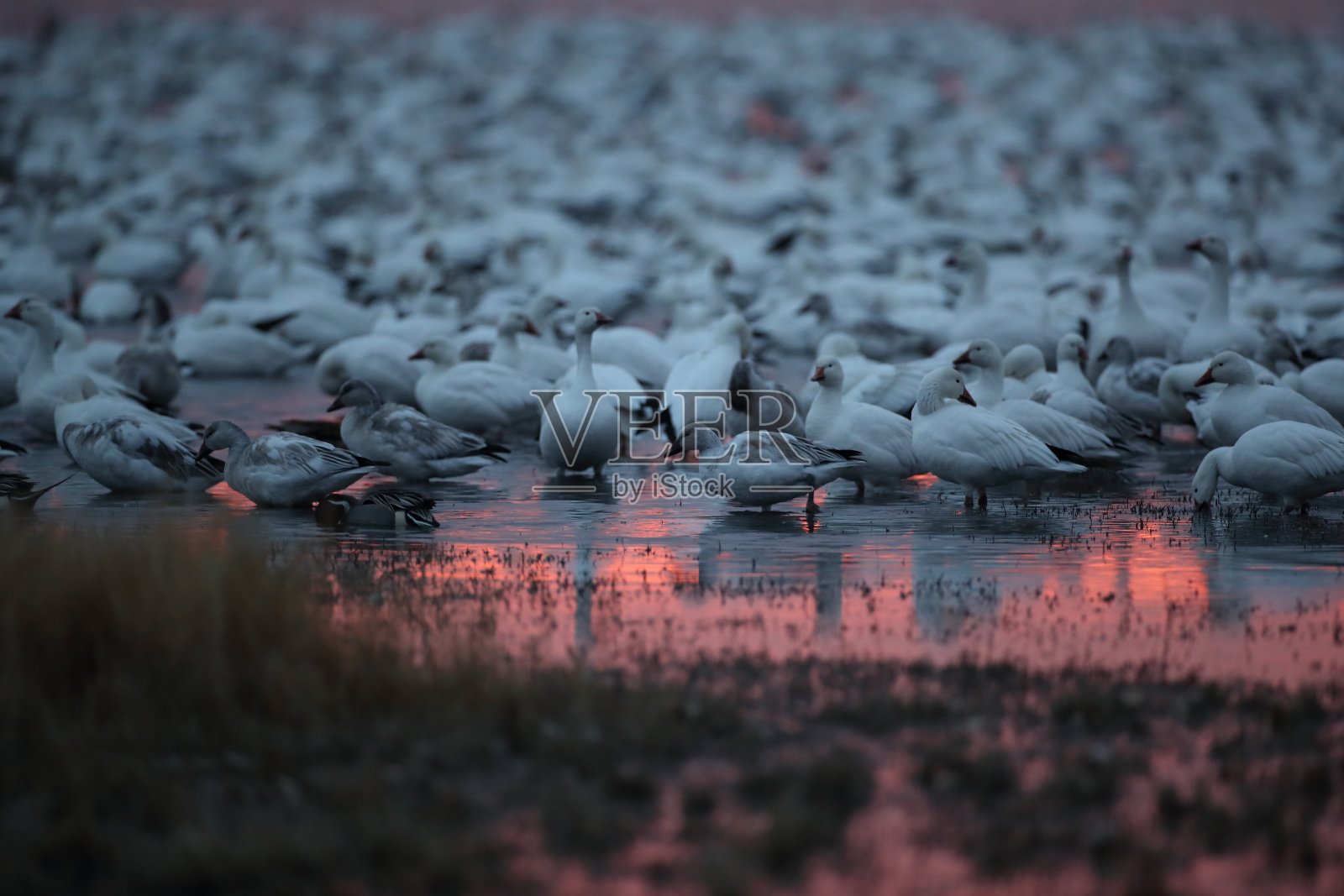 雪鹅博斯克德尔阿帕奇,美国新墨西哥州照片摄影图片