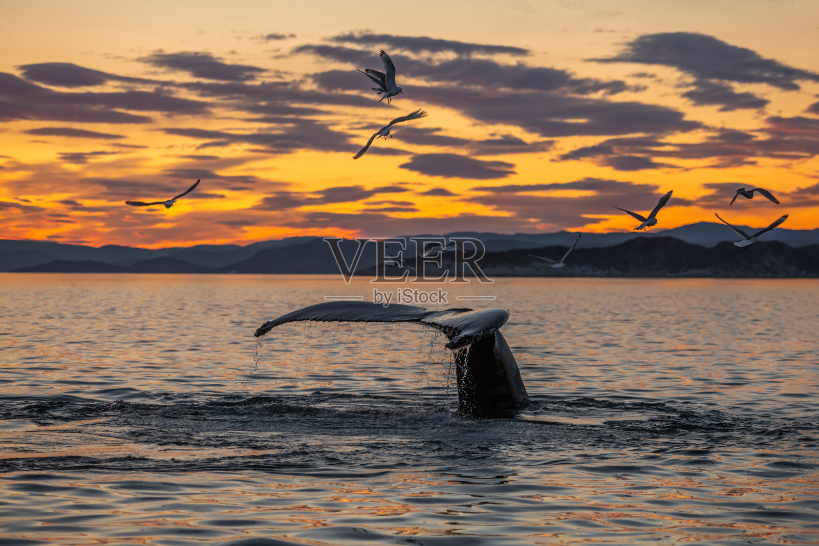 座头鲸在美丽的日落景观照片摄影图片