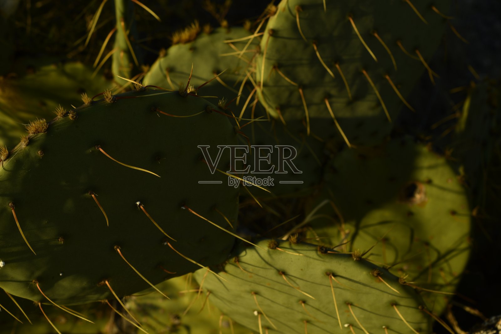 早晨阳光下美丽的仙人掌特写照片摄影图片