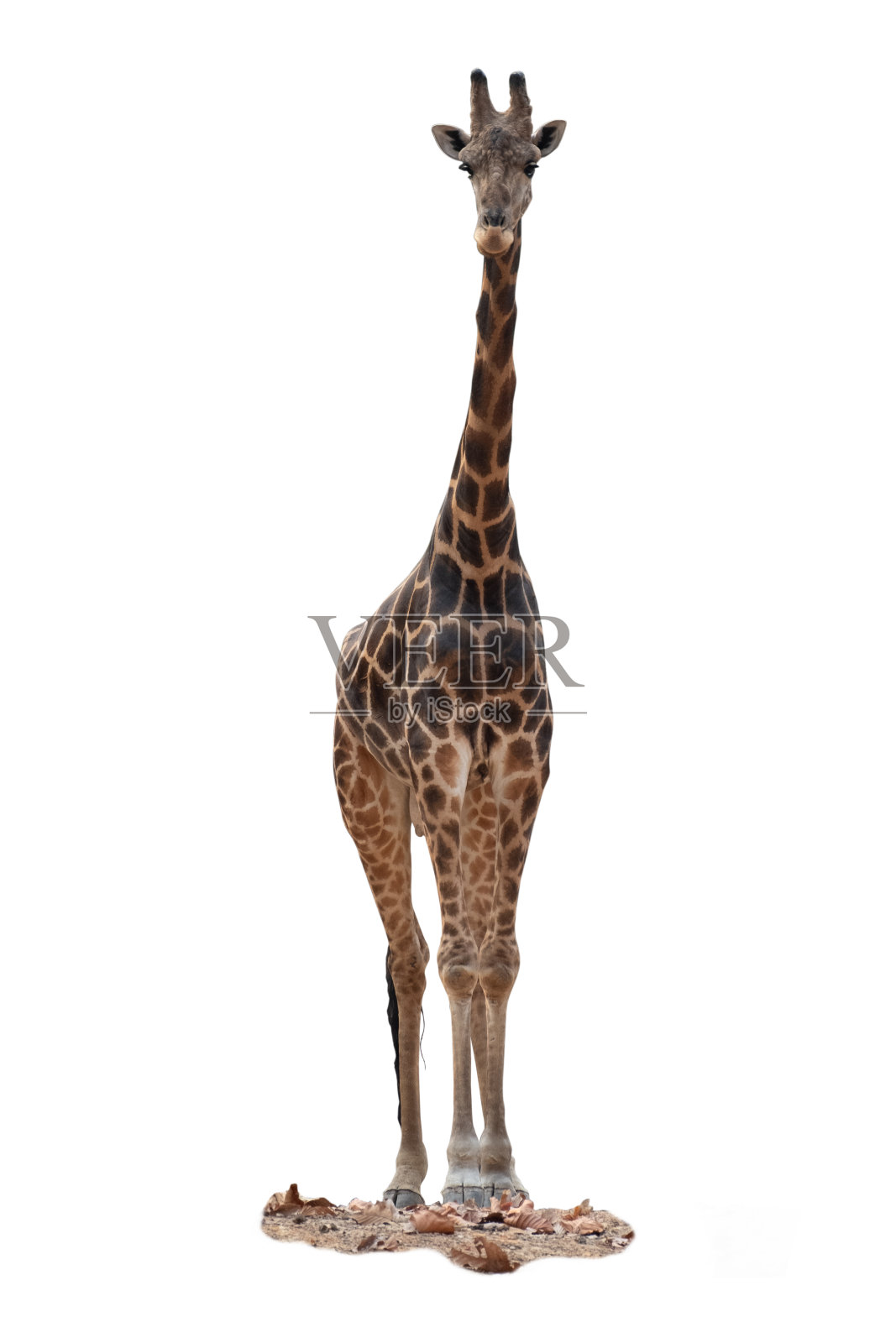 长颈鹿照片摄影图片