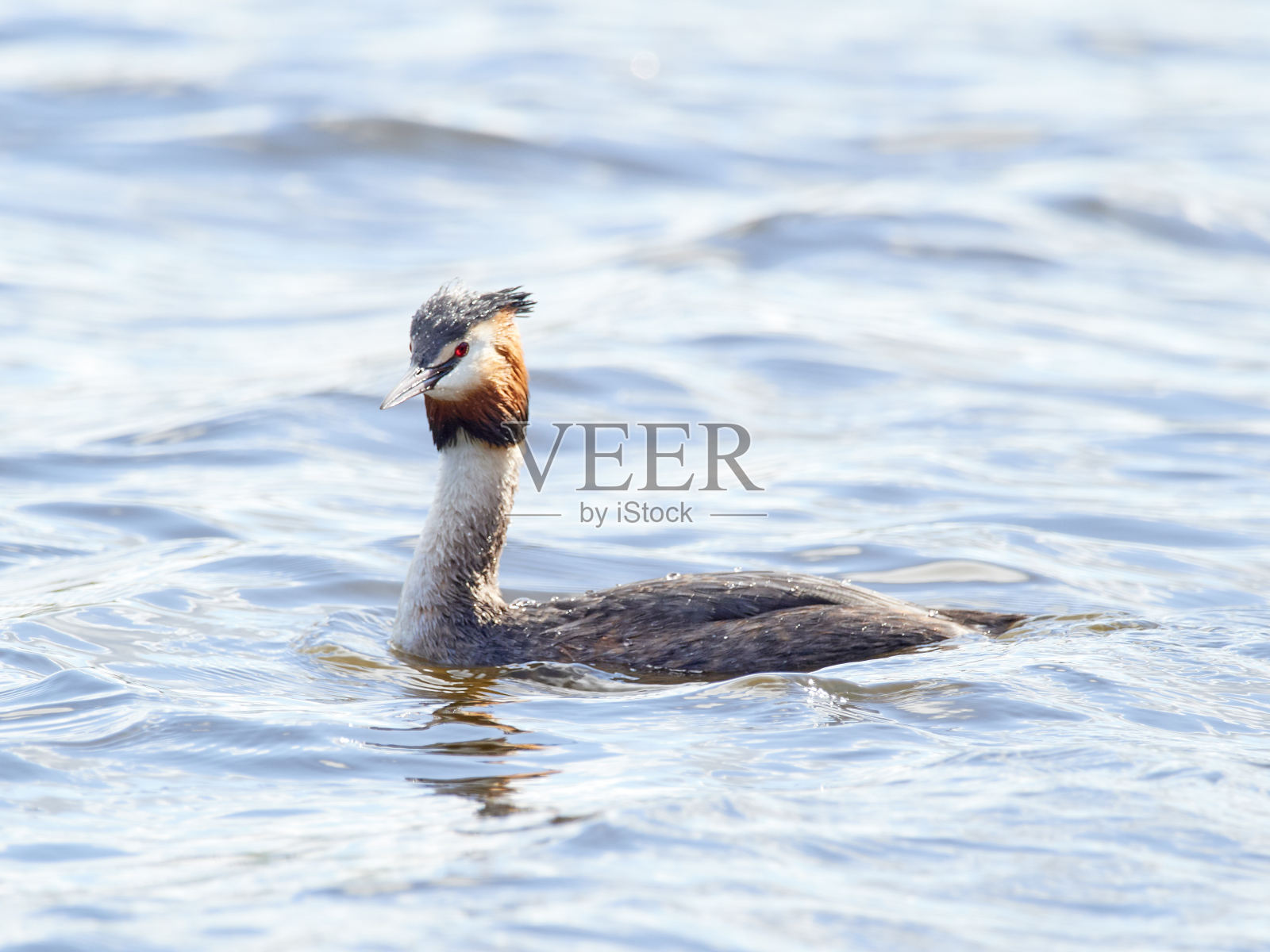一只在犯罪湖上游泳的大凤头鸊鷉照片摄影图片