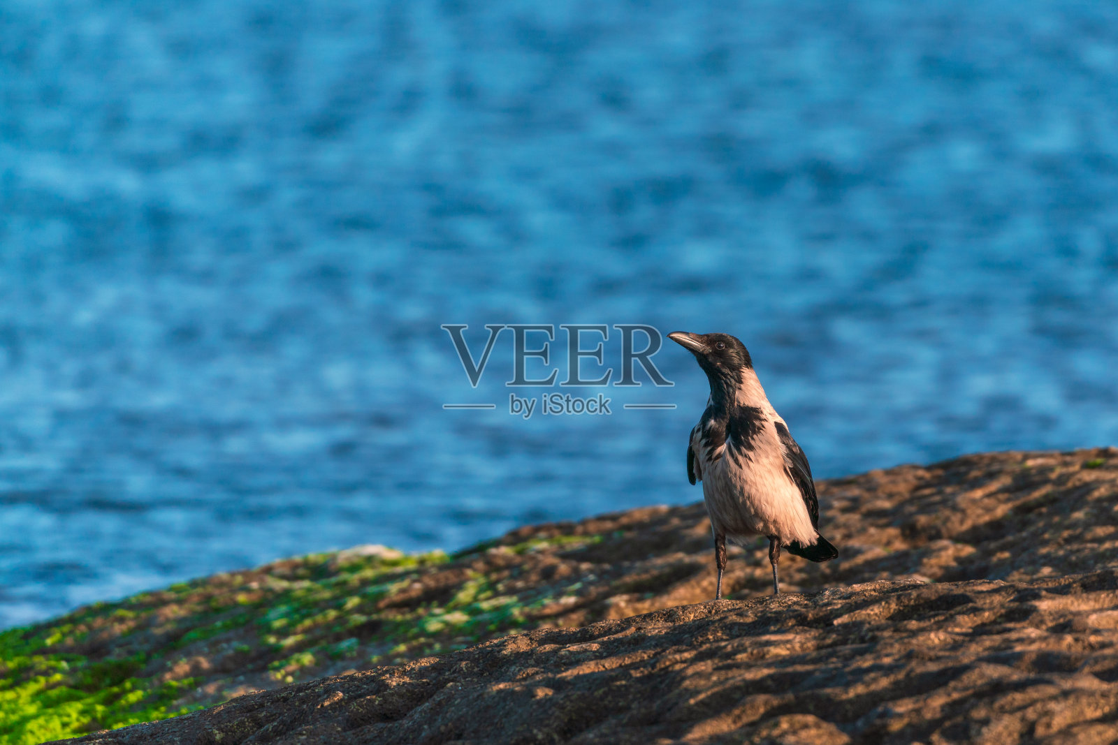海边的乌鸦照片摄影图片