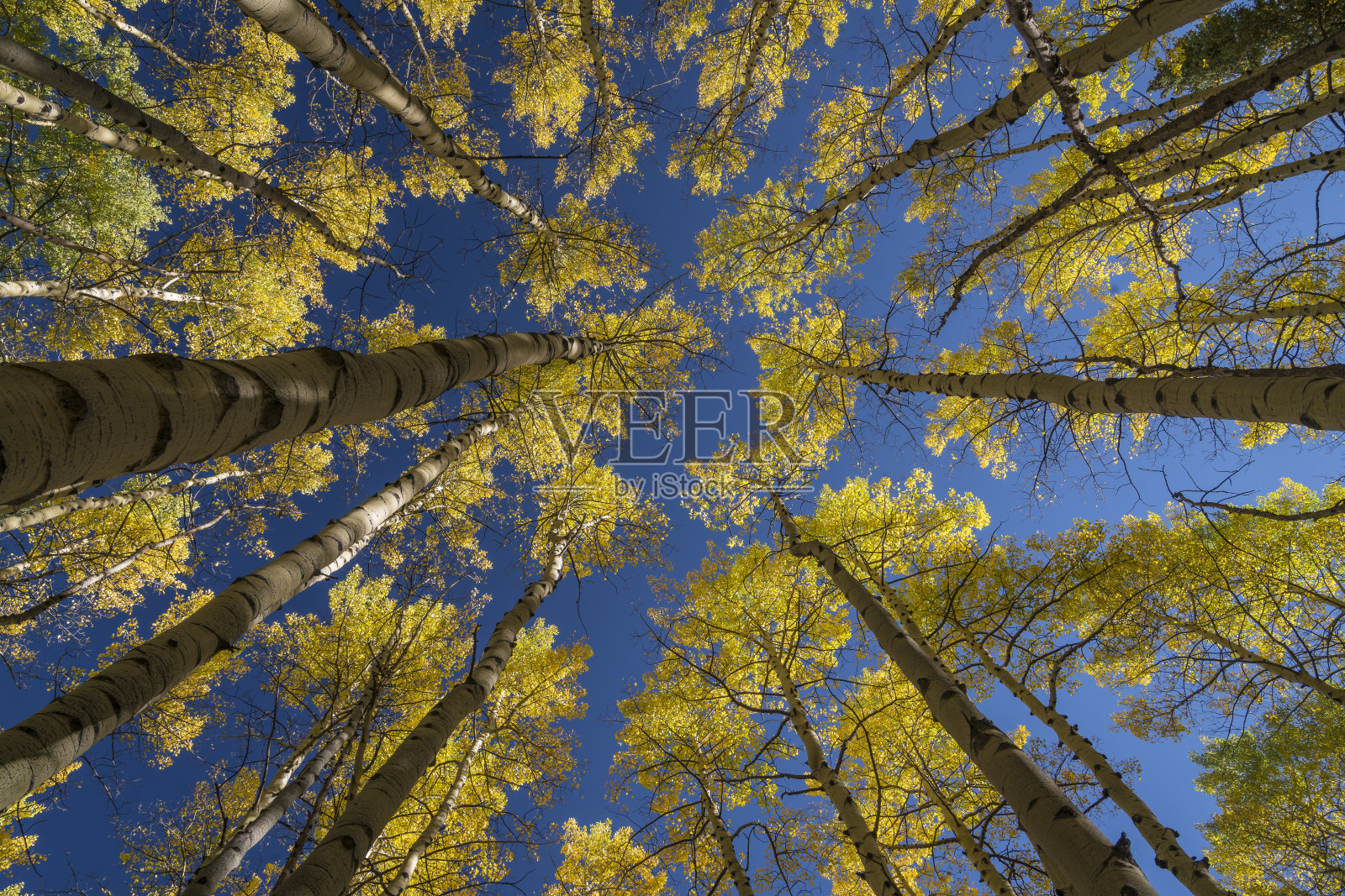 科罗拉多州的秋天照片摄影图片