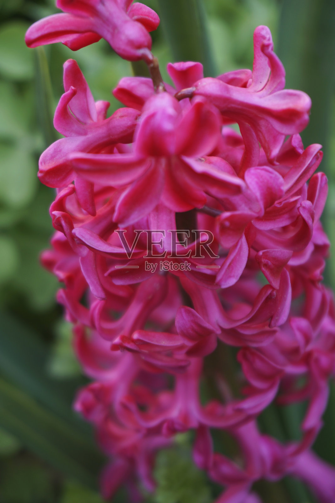 红色的风信子照片摄影图片