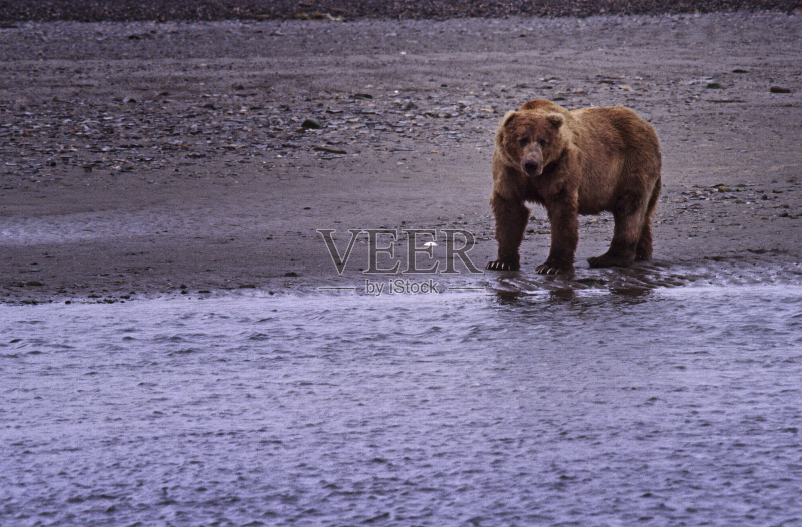 熊盯着摄像机照片摄影图片