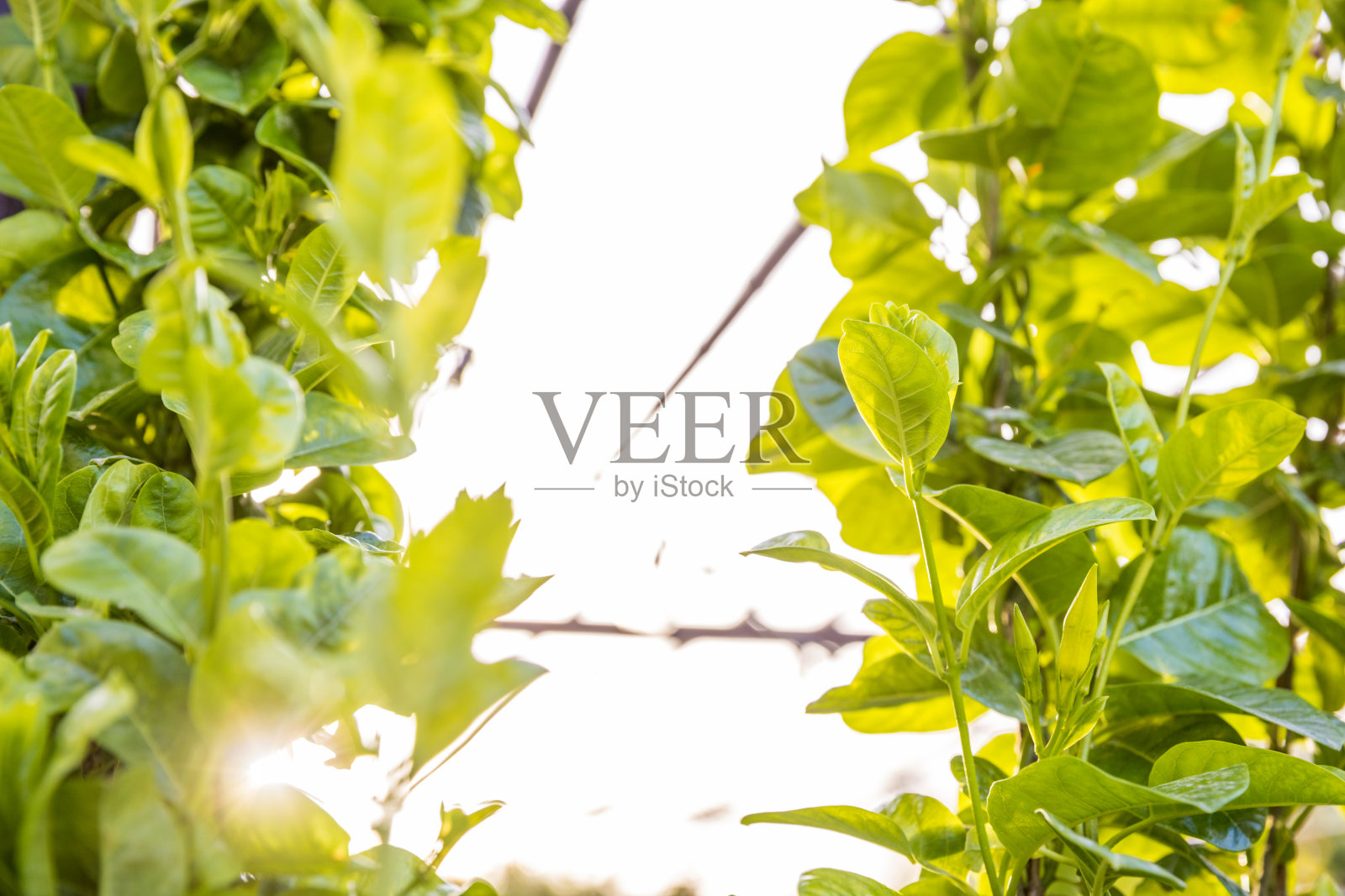 快速生长的花园常春藤照片摄影图片