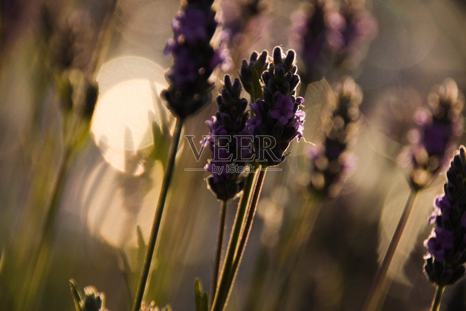 蜜蜂传粉放松薰衣草照片摄影图片