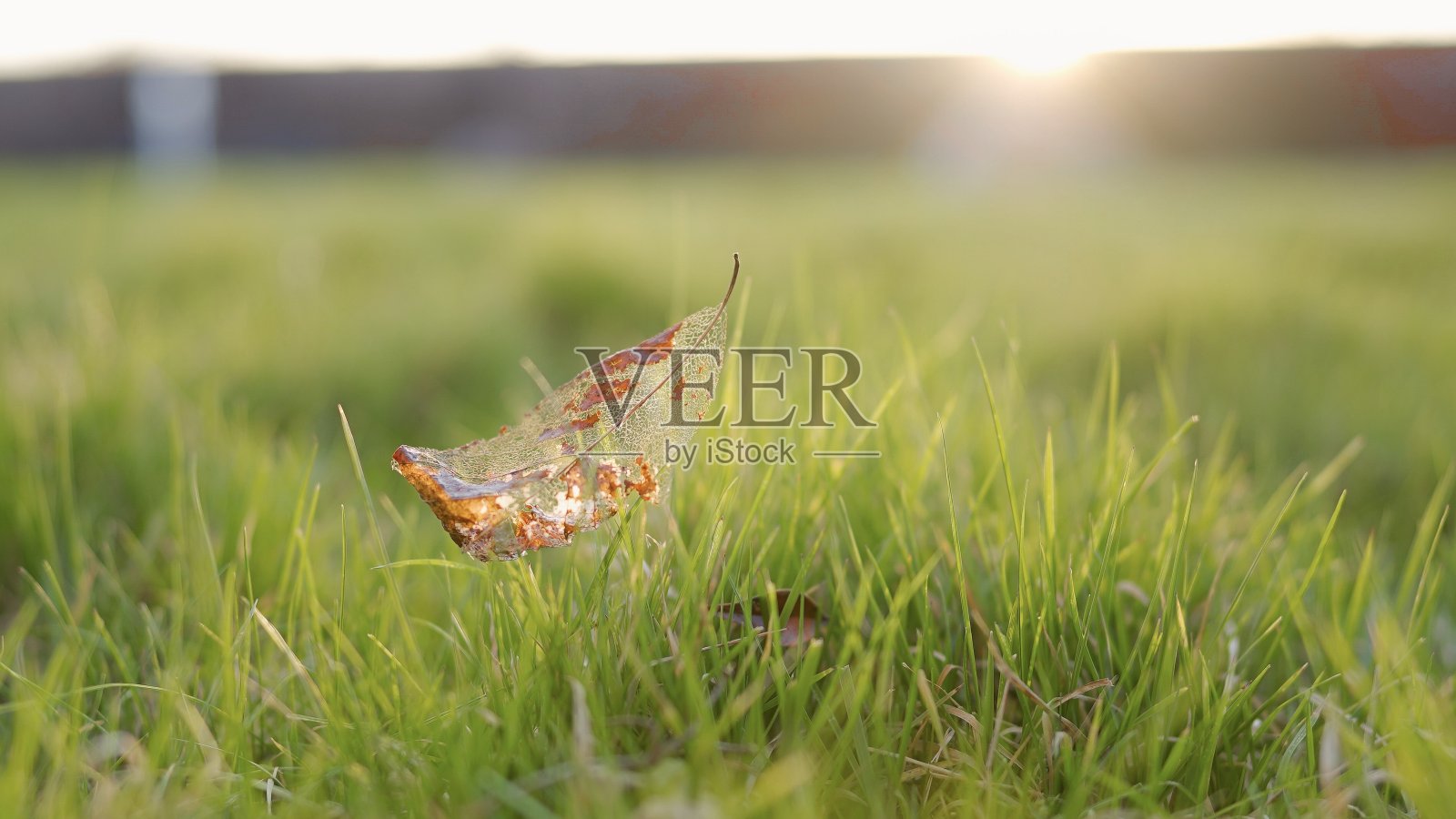 草地里的叶子照片摄影图片