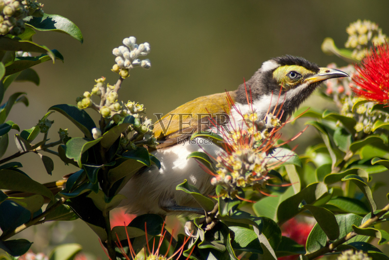 鸟栖息在树上的特写镜头照片摄影图片