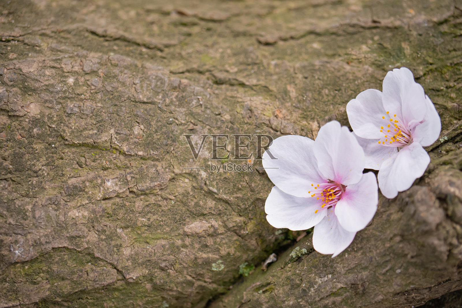 两朵樱花落在樱花的茎上。照片摄影图片