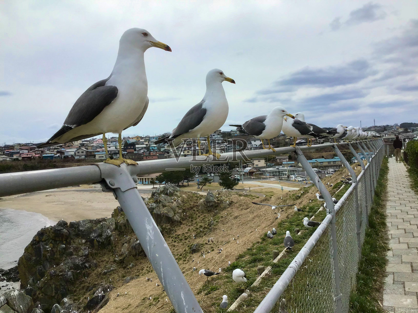 黑尾鸥在八户,日本照片摄影图片