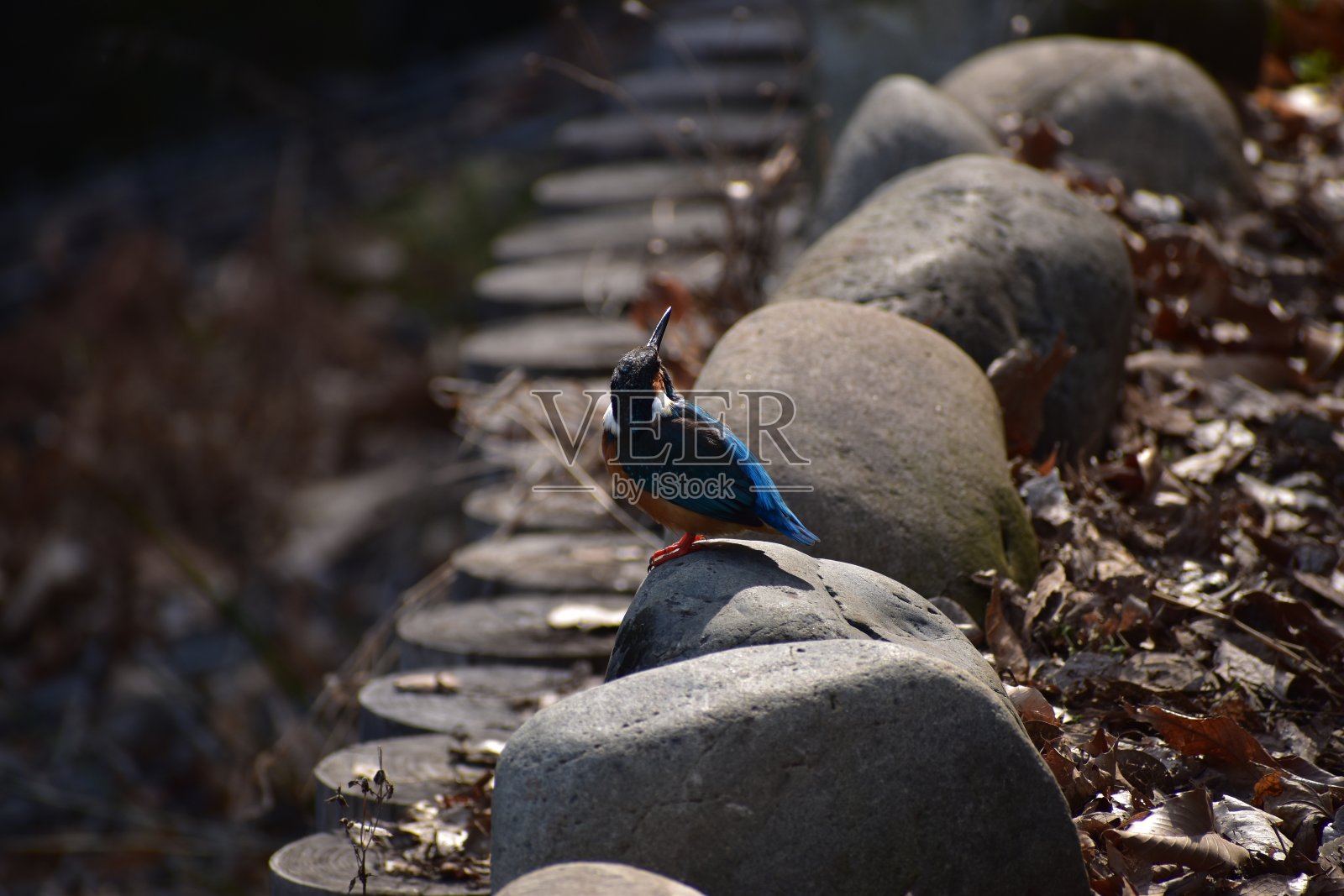翠鸟照片摄影图片