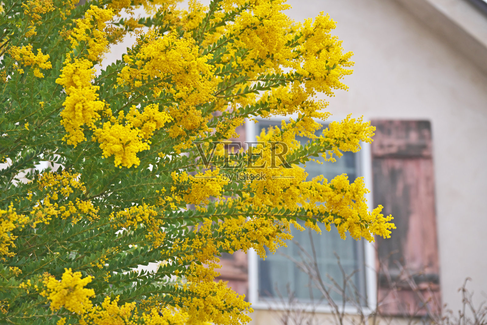 花园中盛开的贝利金合欢照片摄影图片