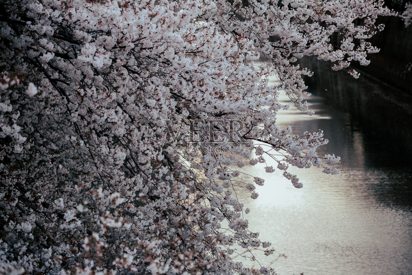 樱花在东京/目黑河照片摄影图片