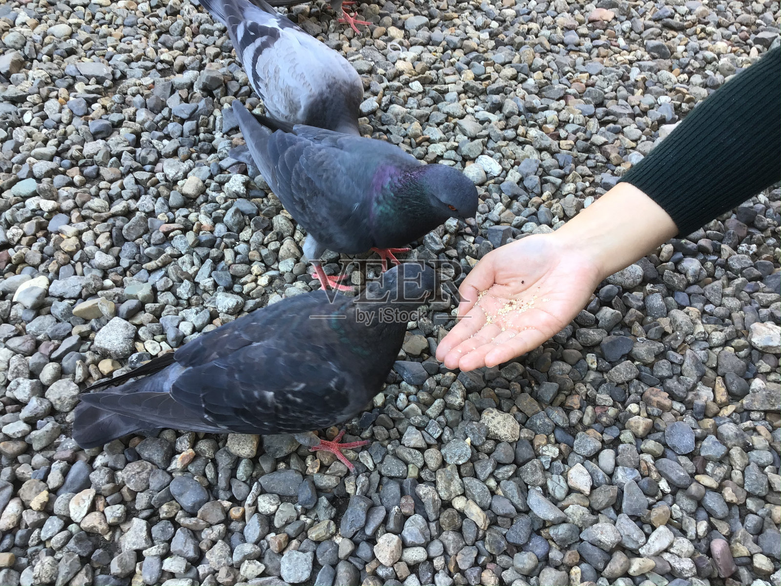 在名古屋喂鸽子照片摄影图片