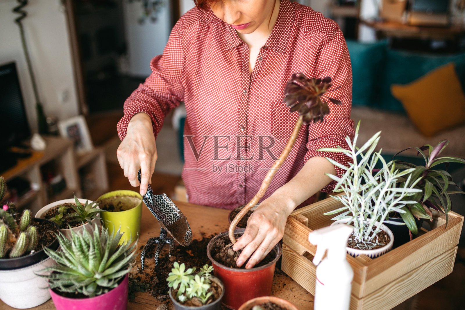 空闲时间为小房子园艺照片摄影图片