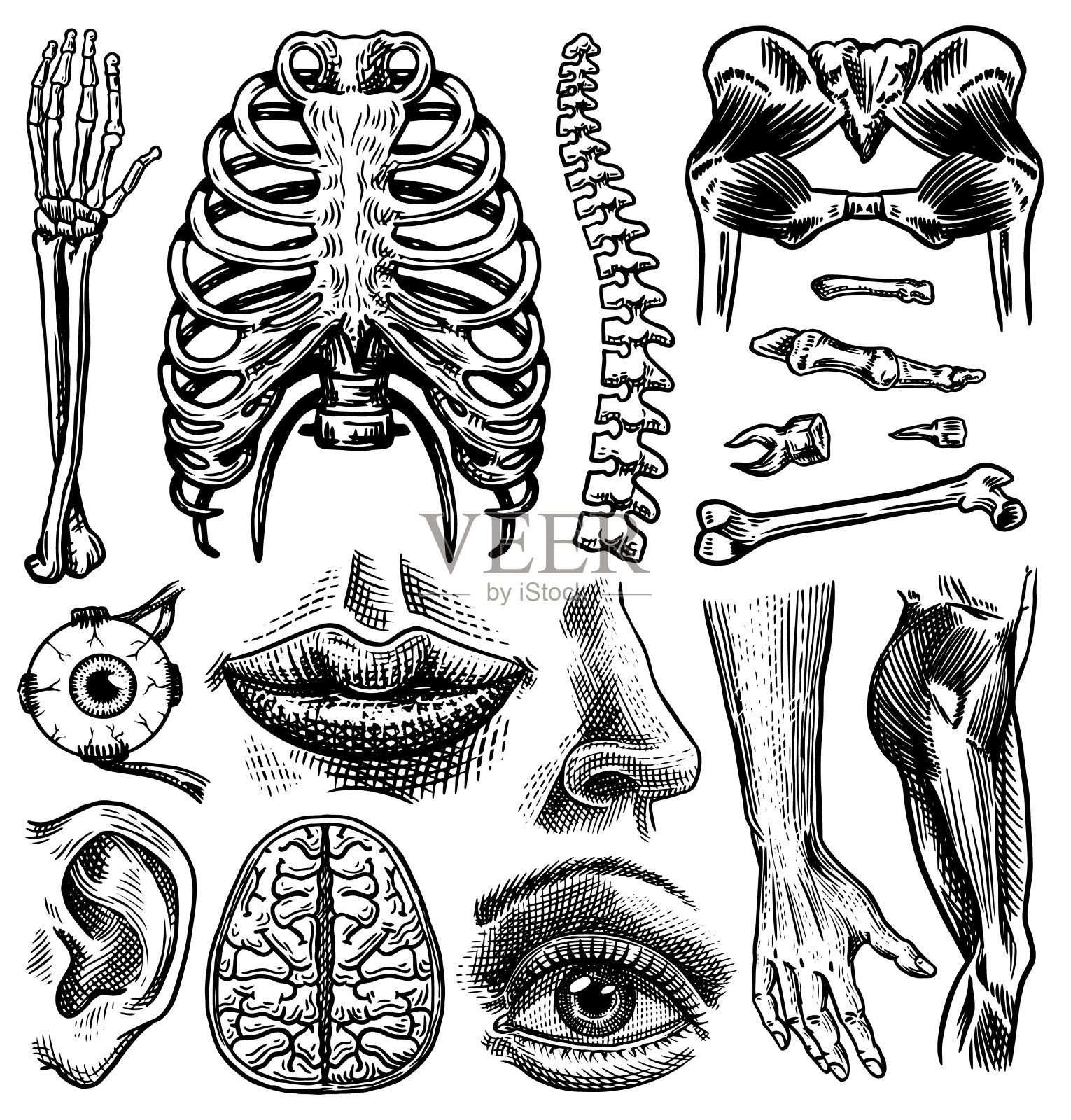 人体骨骼和肌肉的解剖学。器官系统。身体,胸部和骨盆,心脏和大脑,眼睛和脊柱,感觉皮层收集。腿和胳膊。手绘雕刻生物插图插画图片素材