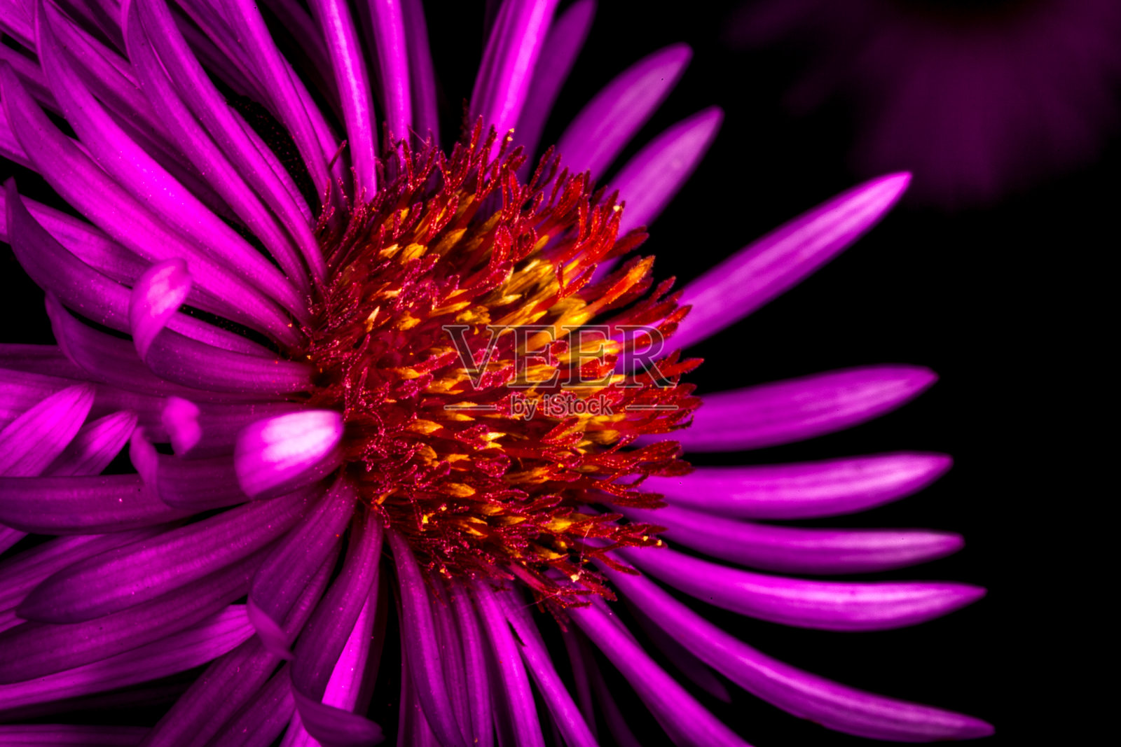 微距摄影花很鲜艳。照片摄影图片