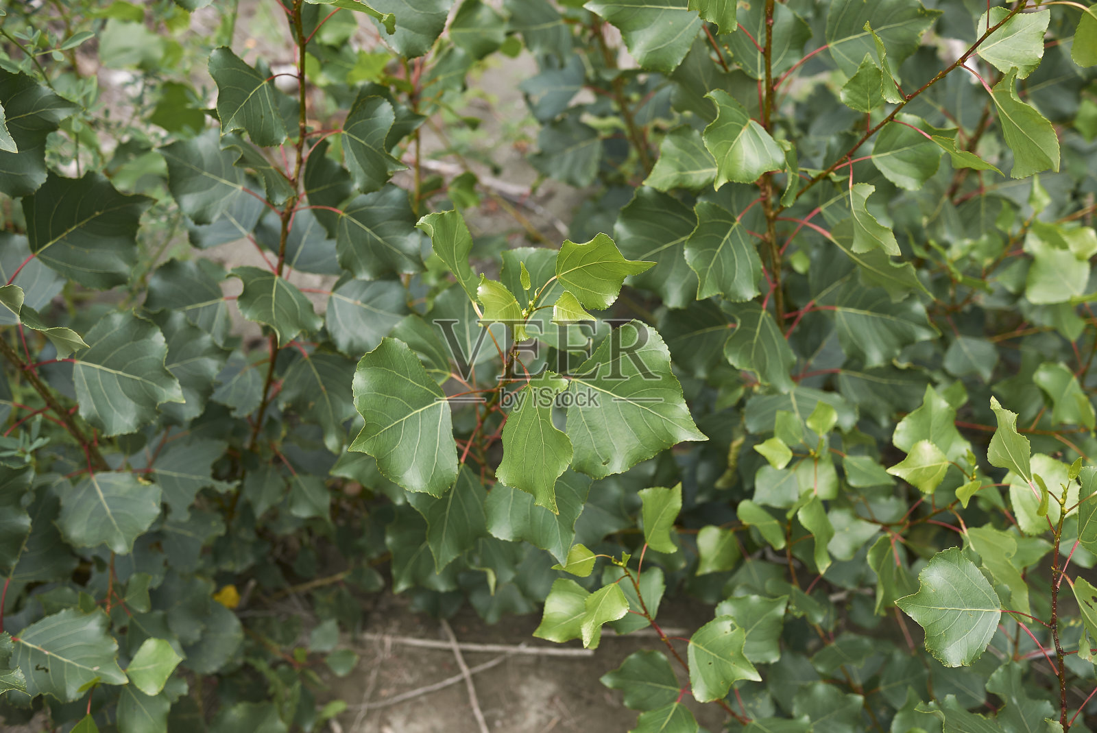 杨树黑质照片摄影图片