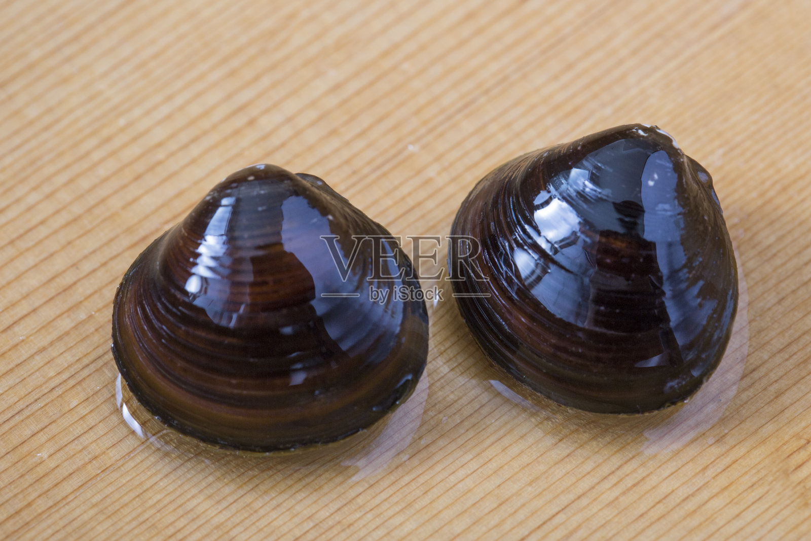 Shijimi,淡水蚌照片摄影图片