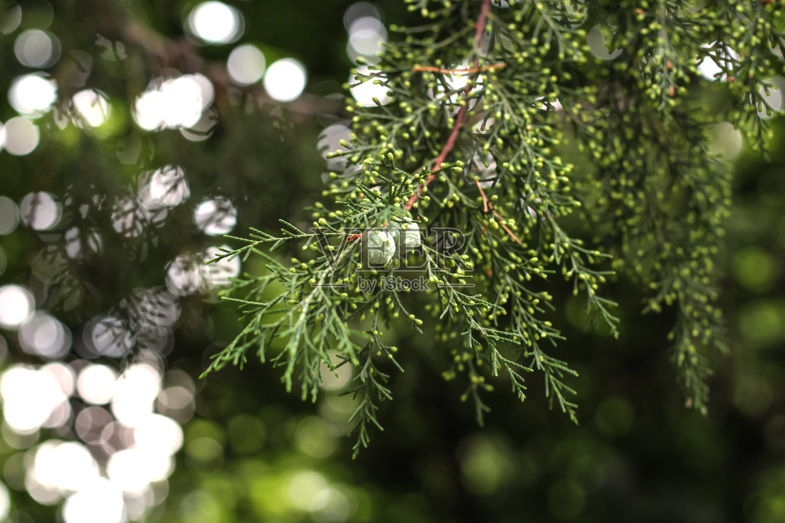 一个杜松枝与绿色浆果靠近,绿色的杜松背景照片摄影图片
