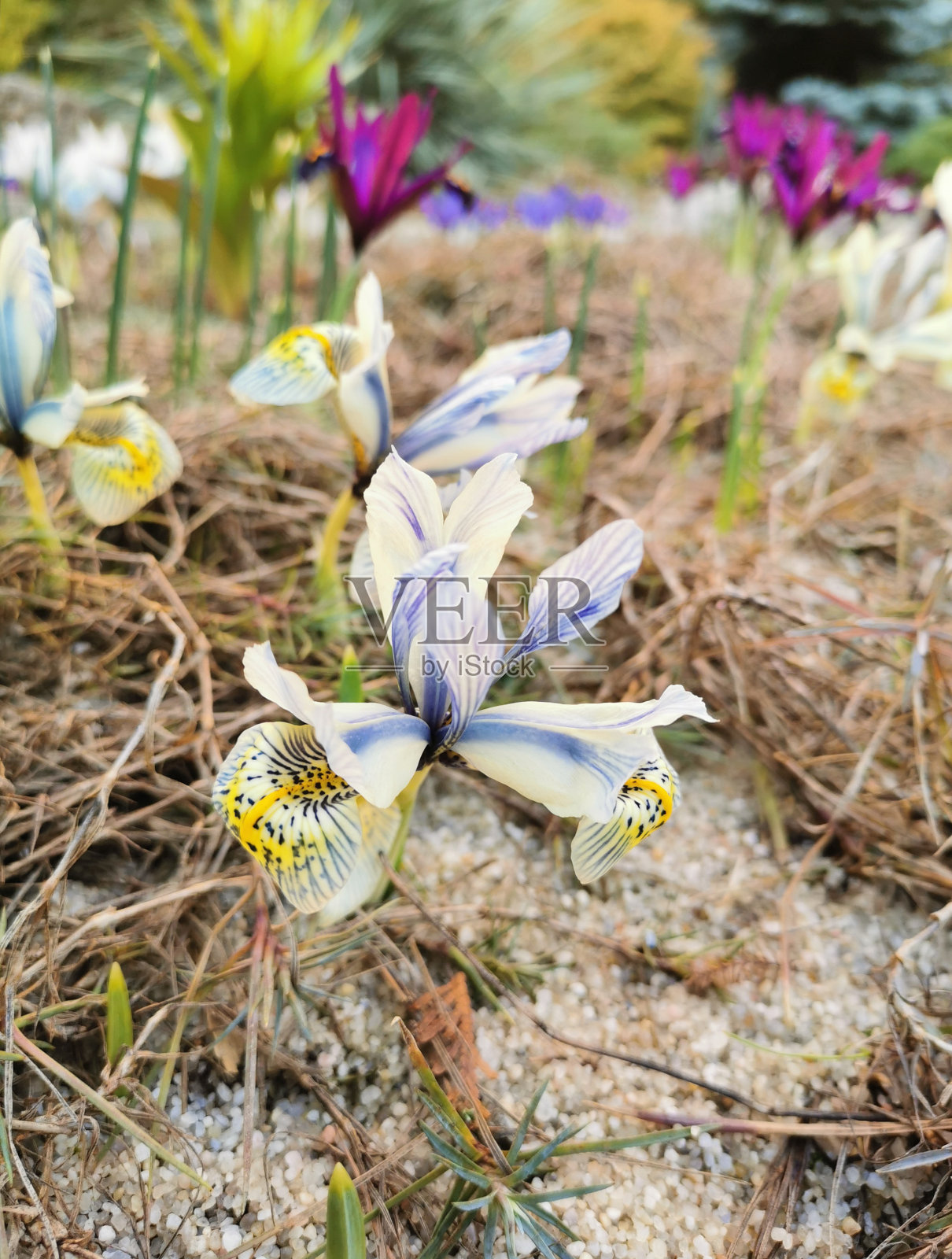 多色明亮的番红花在岩石土壤上。雪融化后,第一朵春花就会绽放照片摄影图片